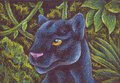 Black Jaguar ACEO