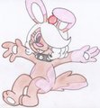 Dabbit Shmabbit