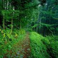 Wayfaring by Foxflash