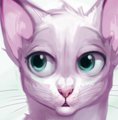 Kody_cat