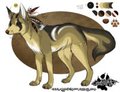 Chii Reference Sheet