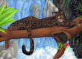Bornean Beauty