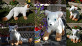 Ravyn Plush by SilentRavyn