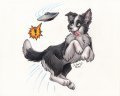 Not a Frisbee! 
