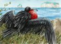 Frigate Bird 