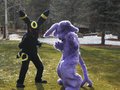 Espeon and Umbreon