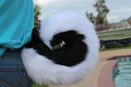 Black And White Husky Tail for Sale by Tailarium
