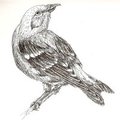 Bird by Aaromus