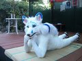 Ice Fox Chilling out.