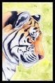 Tiger Portrait