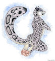 Snow Leopard