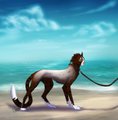 Fly Korung by LostWolfSpirit