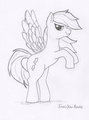 Ray the demon horse