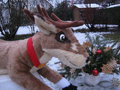 Blitzen's Face