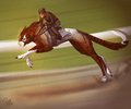 Race Training - Fly by LostWolfSpirit