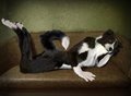 B collie 