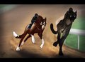 Chase the Jackal