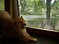 Pomeranian Goofin'