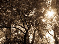 Memories of Trees