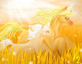 Golden Field