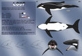 Whaleca reference: Loup