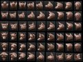 Canine head reference- neutral by Jackaloo