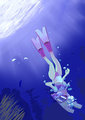 Free Diving Emilia