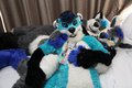 Canines Are Good Pillows For Otters