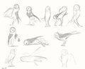 Bunch 'O Owls