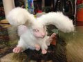 Art Doll: Bunny by CeramicFox