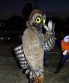 Potoo in its natural habitat "oh hi"
