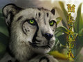 Masada Badge by Mondeis