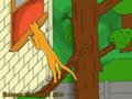 The Domestic Cat