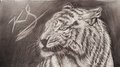 White Tiger