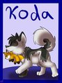 Koda my new husky