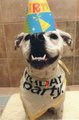 Happy Birthday, Harvey!