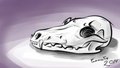 Fox skull