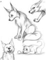 Canine Quick Sketches