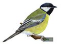 Birdy