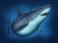 Shark Belly