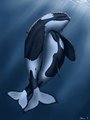 Cuddling Cetaceans