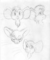 mouse head [study]