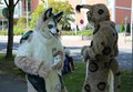 Animecon XI 2014 fursuiting
