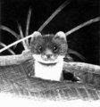 Weasel