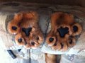 W.I.P Fursuit by robbyfoxanzac