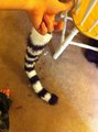 Furry Sawn Tail by robbyfoxanzac