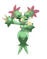 Maractus