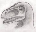 Raptor
