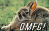 DCRabbit
