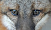 CGFox
